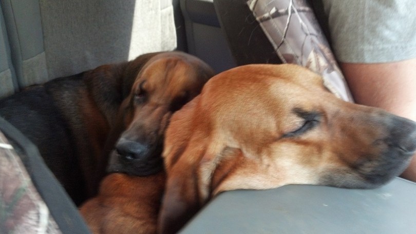 Bloodhounds
