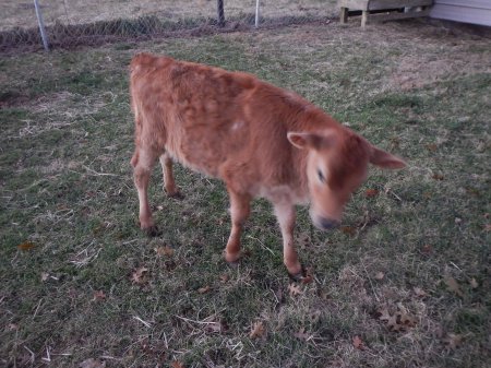 Jersey heifer calf