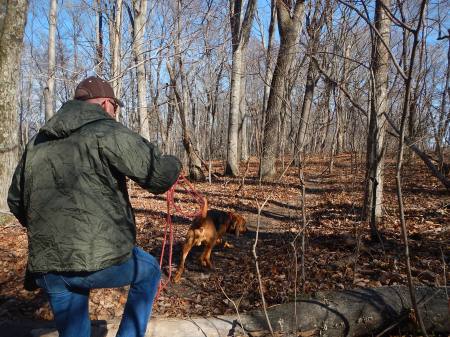 Blue Ridge Bloodhound Search & Rescue Bloodhound Man Trailing Bloodhound tracking