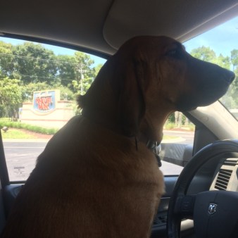 bloodhound driving