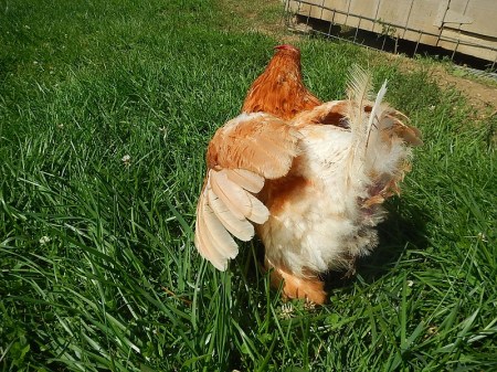 Using her wing to help balance while trying to walk.