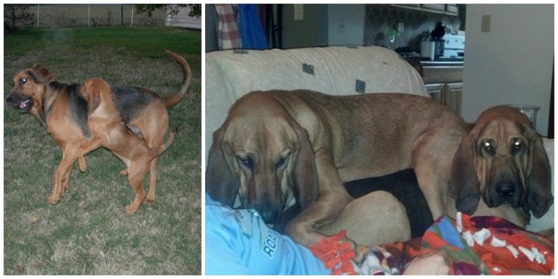 Bloodhounds
