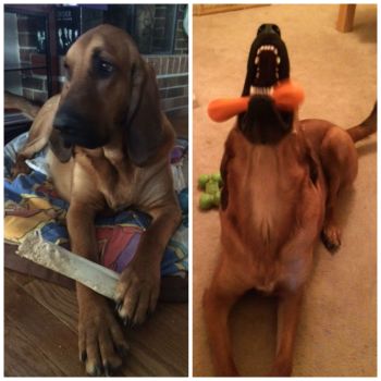 bloodhound playing bones