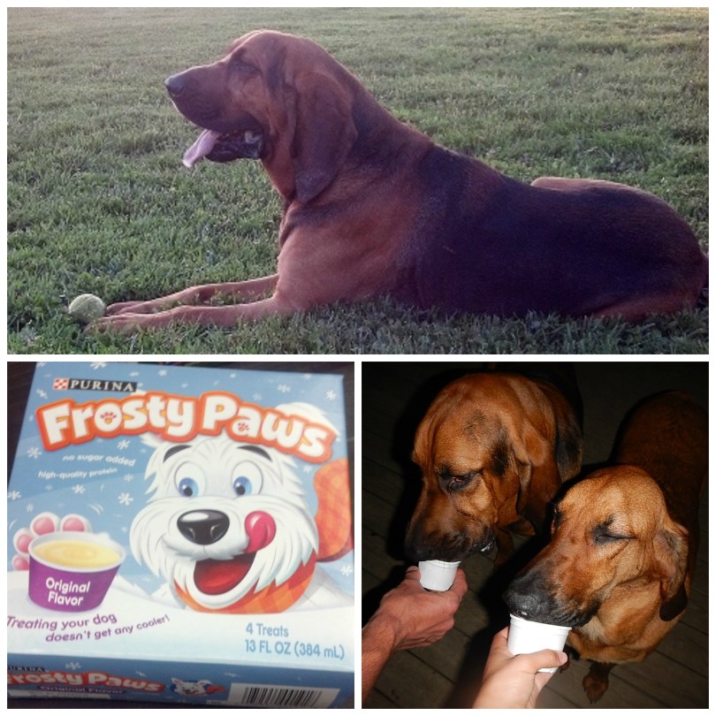 Bloodhound Birthday