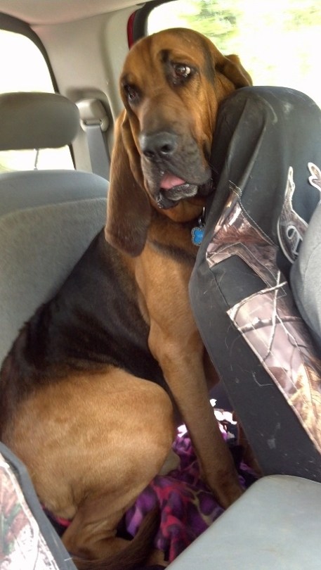 Bloodhound dog