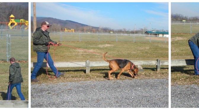Blue Ridge Bloodhound Search & Rescue Bloodhound Man Trailing Bloodhound tracking