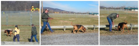Blue Ridge Bloodhound Search & Rescue Bloodhound Man Trailing Bloodhound tracking