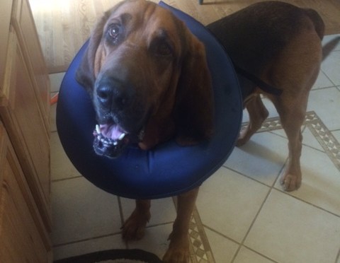 Hank’s Close Call with Bloat & GDV (Part 2)