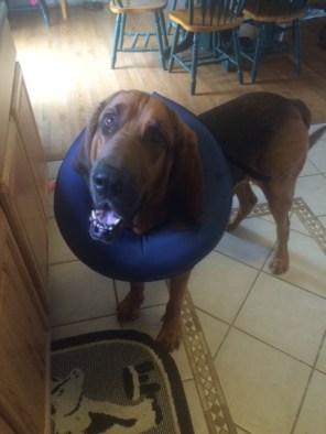 As you can see, he wasn't all that put out by his protective collar.