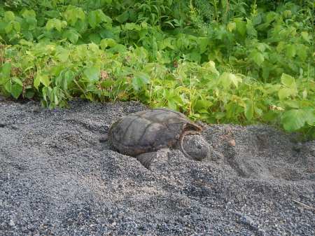 turtle laying eggs