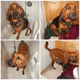 bloodhound bath