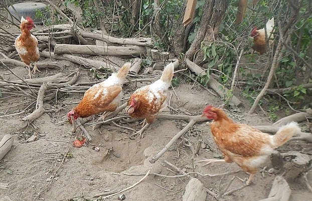 red sex link chickens eating strawberries