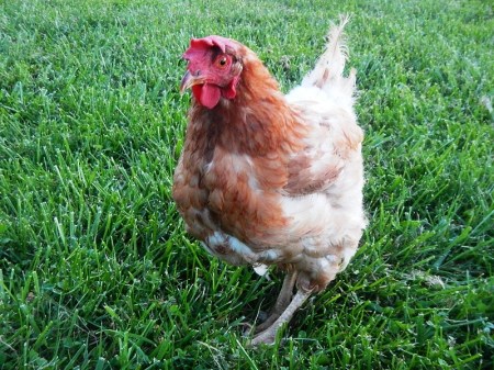 backyard chicken