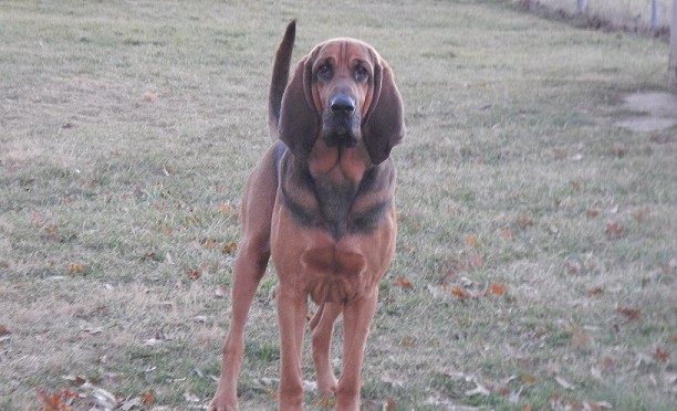 Mr. Hank Turns Five!