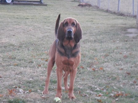 bloodhound