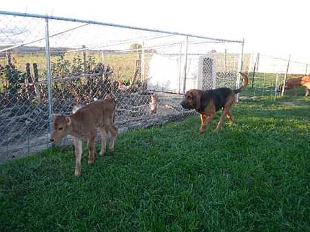 Helping Hank check on the chickens.