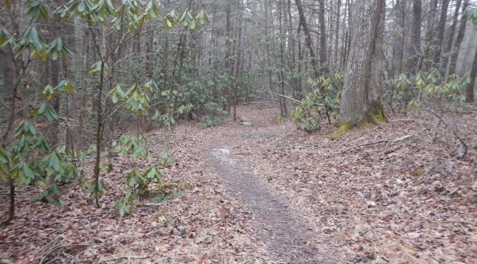 My first double digit trail run