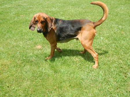 black and tan bloodhound