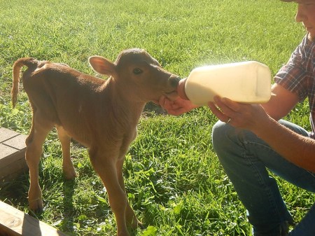 Bottle-fed calf