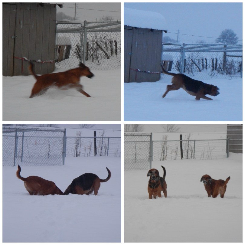 Bloodhounds Snow