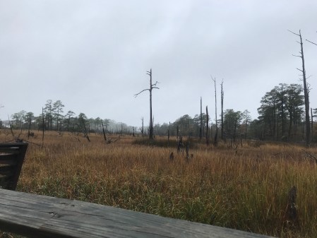 Seashore Nature Trail 50K Seashore 50K