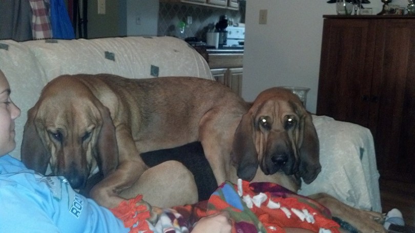 Bloodhound Dogs