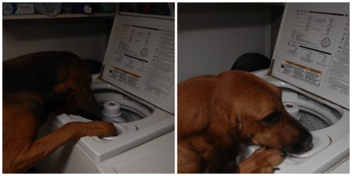 bloodhound search Collage