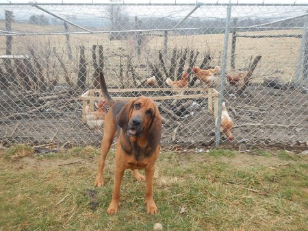 Bloodhound Chickens Chicken Coop