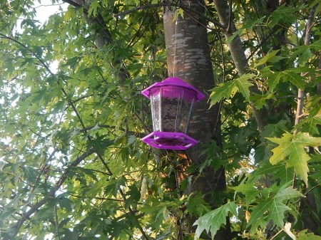 bird feeder
