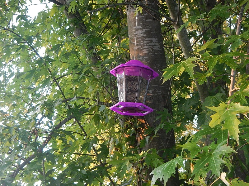 bird feeder