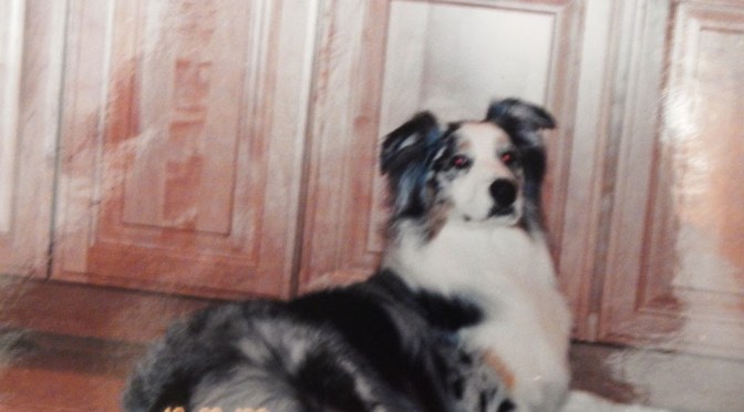 All dogs go to Heaven