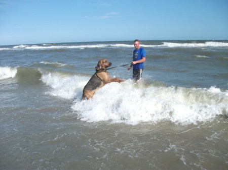 Bloodhound play in ocean