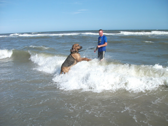 Bloodhound play in ocean