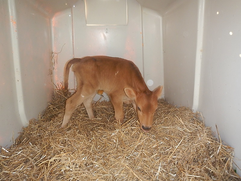 Jersey heifer calf