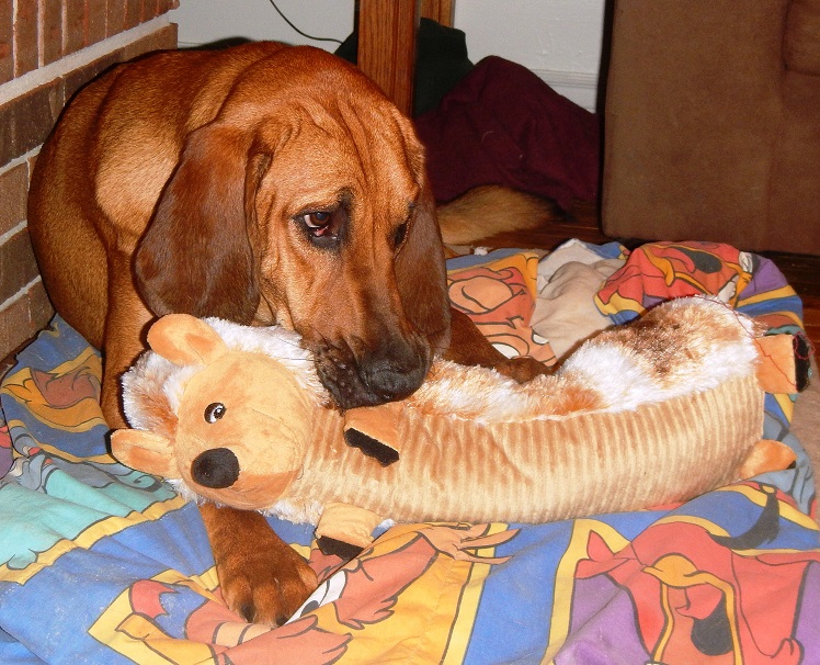 Bloodhound