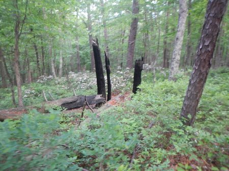 Conquer the Cove 25K Trail Race Carvin's Cove 25K