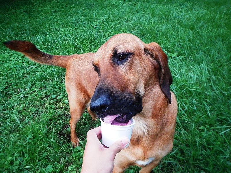 Bloodhound puppy ice cream