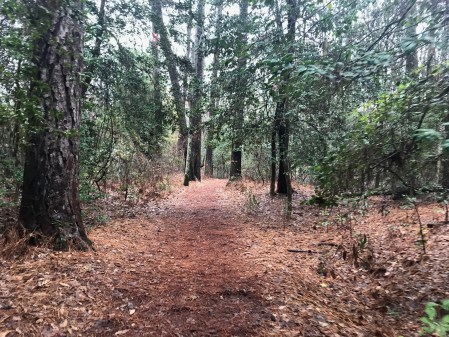 Seashore Nature Trail 50K Seashore 50K