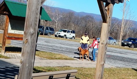 Blue Ridge Bloodhound Search & Rescue Bloodhound Man Trailing Bloodhound tracking