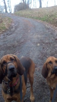 Bloodhounds