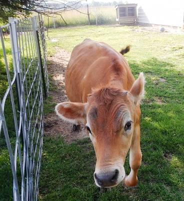 jersey heifer calf backyard calf