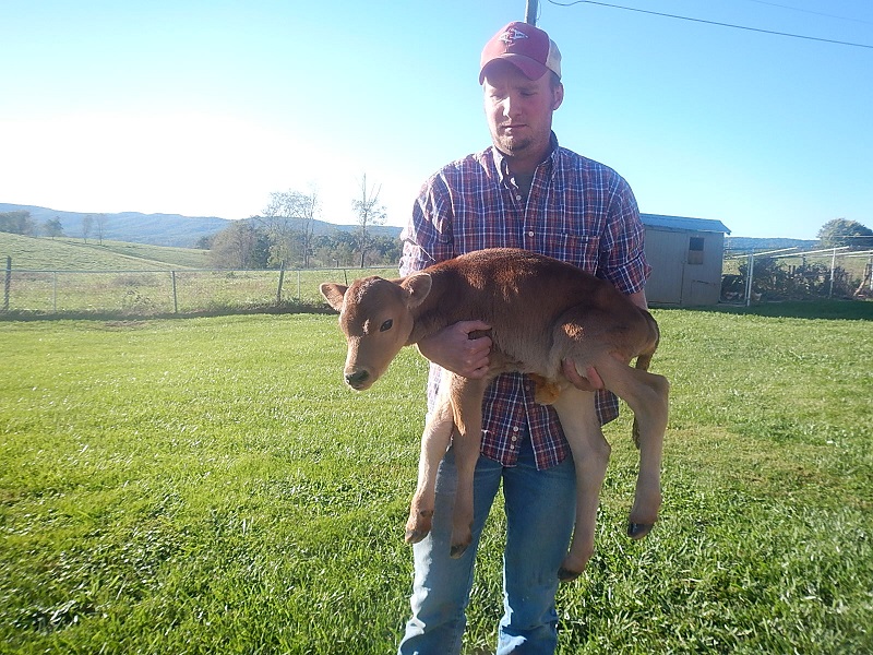 Jersey heifer calf