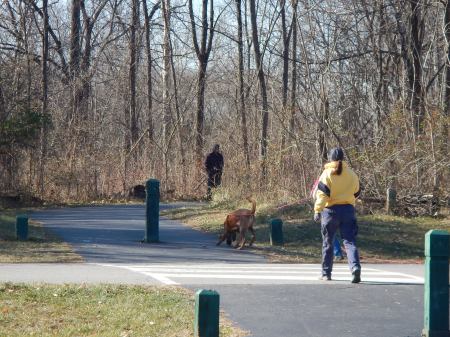 Blue Ridge Bloodhound Search & Rescue Bloodhound Man Trailing Bloodhound tracking