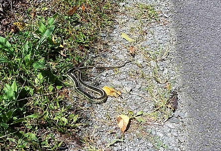 W&OD Trail snake