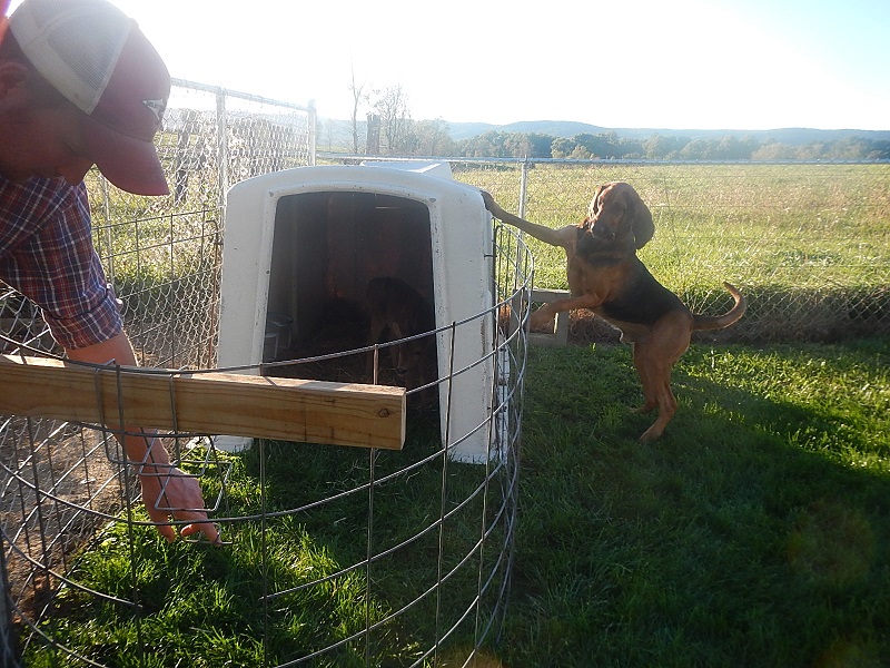 bloodhound and calf