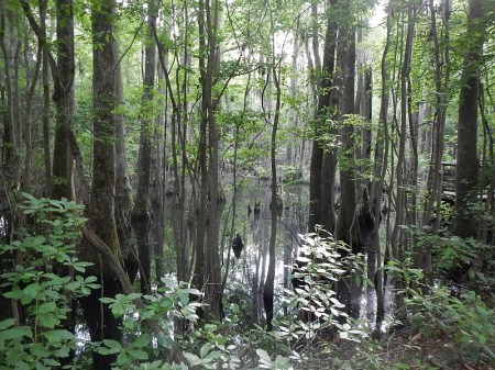 First Landing State Park Cape Henry Trail
