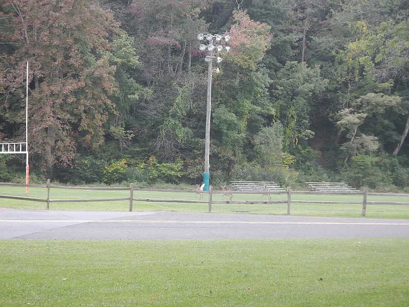 Cool Springs Park Deer