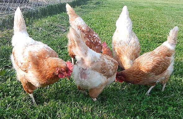 Red Sex Link Chickens