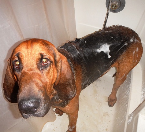 Bloodhound Dog Bath