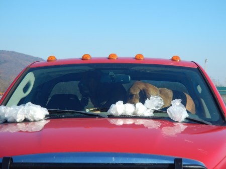 Scent articles tucked under the windshield wipers.